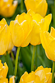 Tulipa, yellow