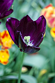 Tulipa 'Königin der Nacht'