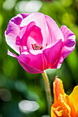 Tulipa 'Don Quichotte'