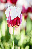 Tulipa 'World Expression'