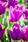 Tulipa