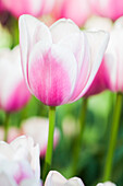 Tulipa 'Beau Monde'