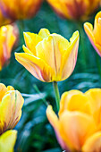 Tulipa 'Prinses Irene