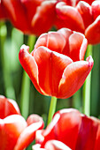 Tulipa 'Jan Smit'