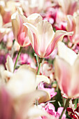 Tulipa kaufmanniana 'Heart's Delight