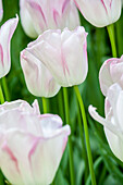 Tulipa 'Blushing Girl'