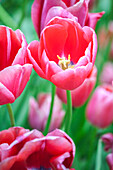 Tulipa