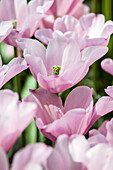 Tulipa