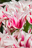 Tulipa Marilyn