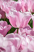 Tulipa 'Pink Diamond