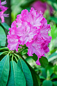 Rhododendron, pink