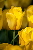 Tulipa, yellow