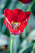 Tulipa, red