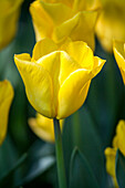 Tulipa, yellow