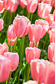 Tulipa, pink