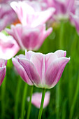 Tulipa, pink