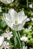 Tulipa, white