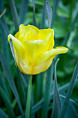 Tulipa, yellow