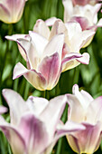 Tulipa lily-flowered