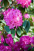 Rhododendron, pink