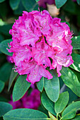 Rhododendron, pink