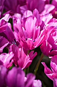 Tulipa