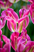 Tulipa viridiflora 'Nightrider'