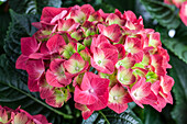 Hydrangea macrophylla, rot