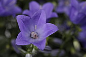 Campanula  