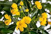 Senna didymobotrya