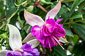 Fuchsia