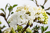 Viburnum plicatum 'Schroeders Nadine'