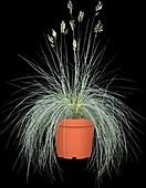 Festuca cinerea