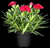 Dianthus caryophyllus