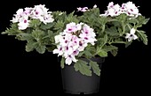 Verbena, pink-white