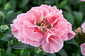 Dianthus caryophyllus, pink