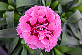 Dianthus caryophyllus, pink