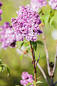 Syringa vulgaris 'Prince Wolkonsky'