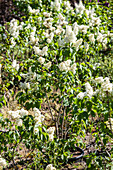 Syringa vulgaris