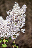 Syringa vulgaris