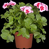 Pelargonium zonale