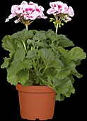 Pelargonium zonale