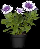 Osteospermum 'FlowerPower'®