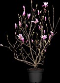 Magnolia liliiflora 'Susan'