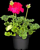 Pelargonium zonale