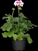 Pelargonium zonale