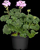 Pelargonium zonale