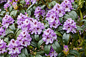 Rhododendron 'Arthur Bedford'