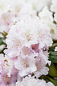 Rhododendron yakushimanum 'Schneewolke' (Snow Cloud)