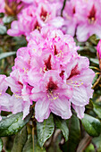 Rhododendron 'Diadem'